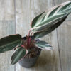 Calathea triostar m12