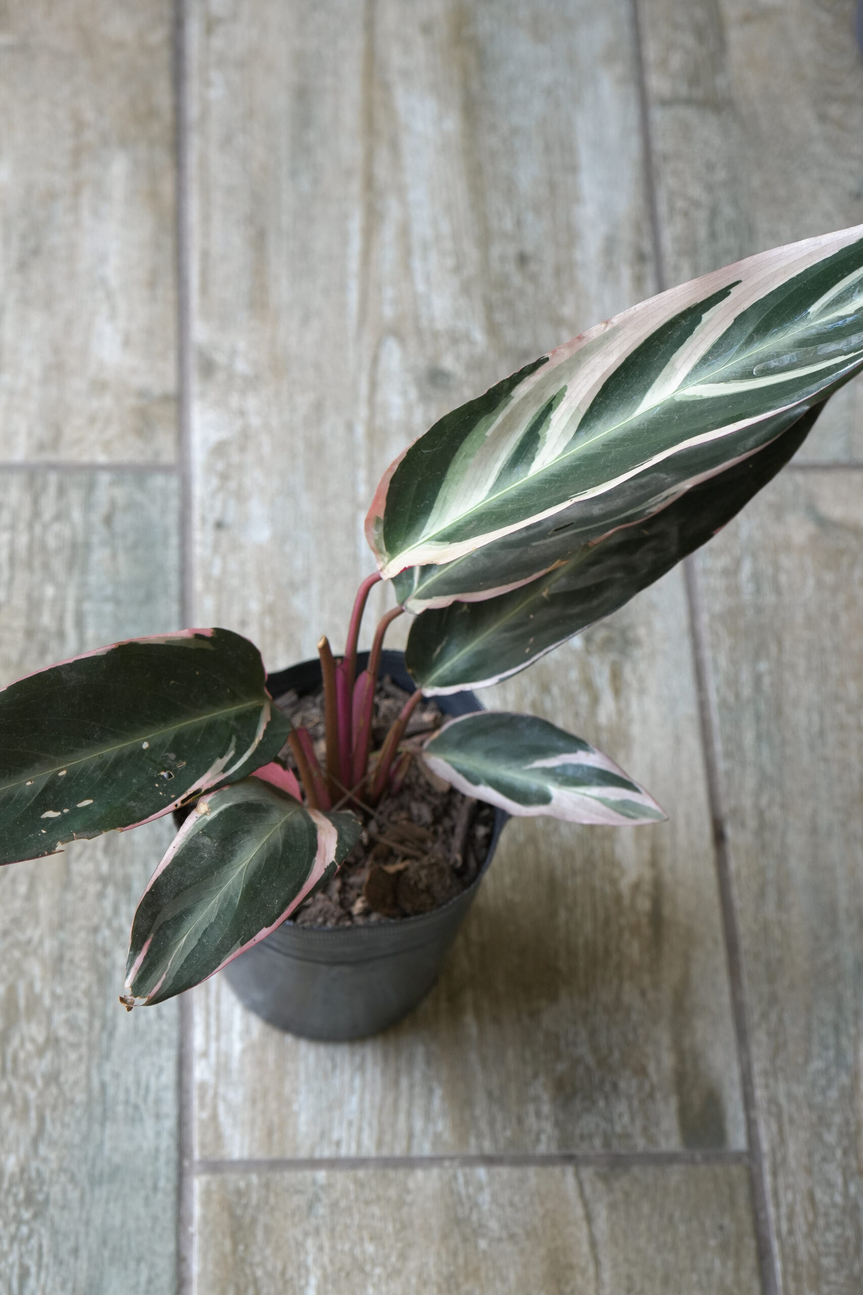 Calathea triostar m12