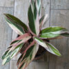 Calathea triostar m14