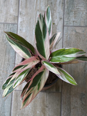 Calathea triostar m14