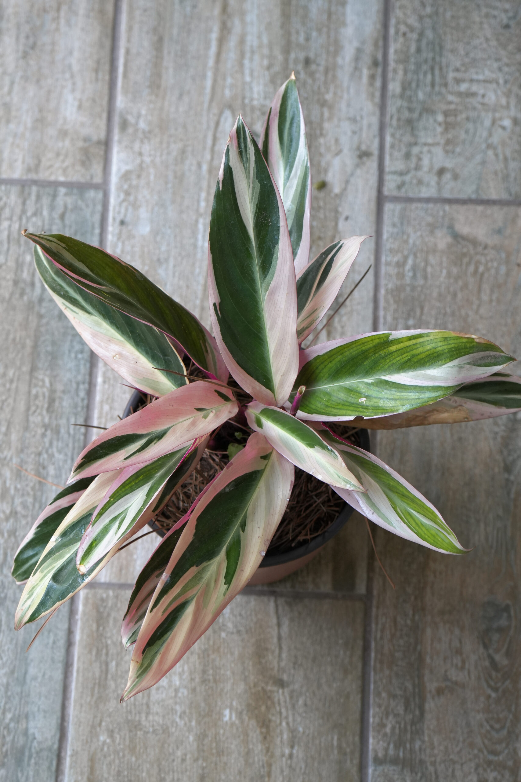 Calathea triostar m14