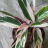 Calathea triostar m14