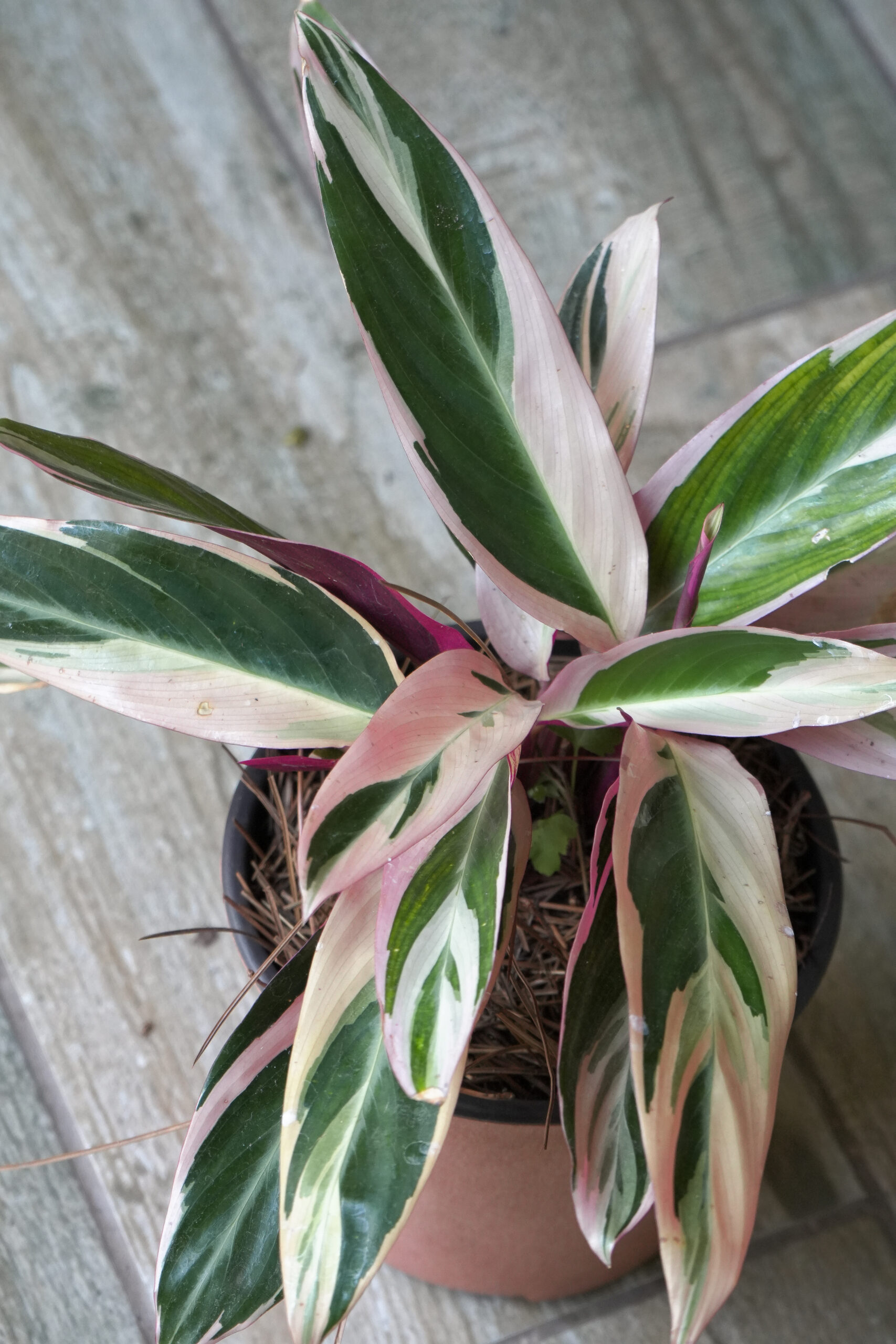 Calathea triostar m14