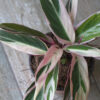 Calathea triostar m14