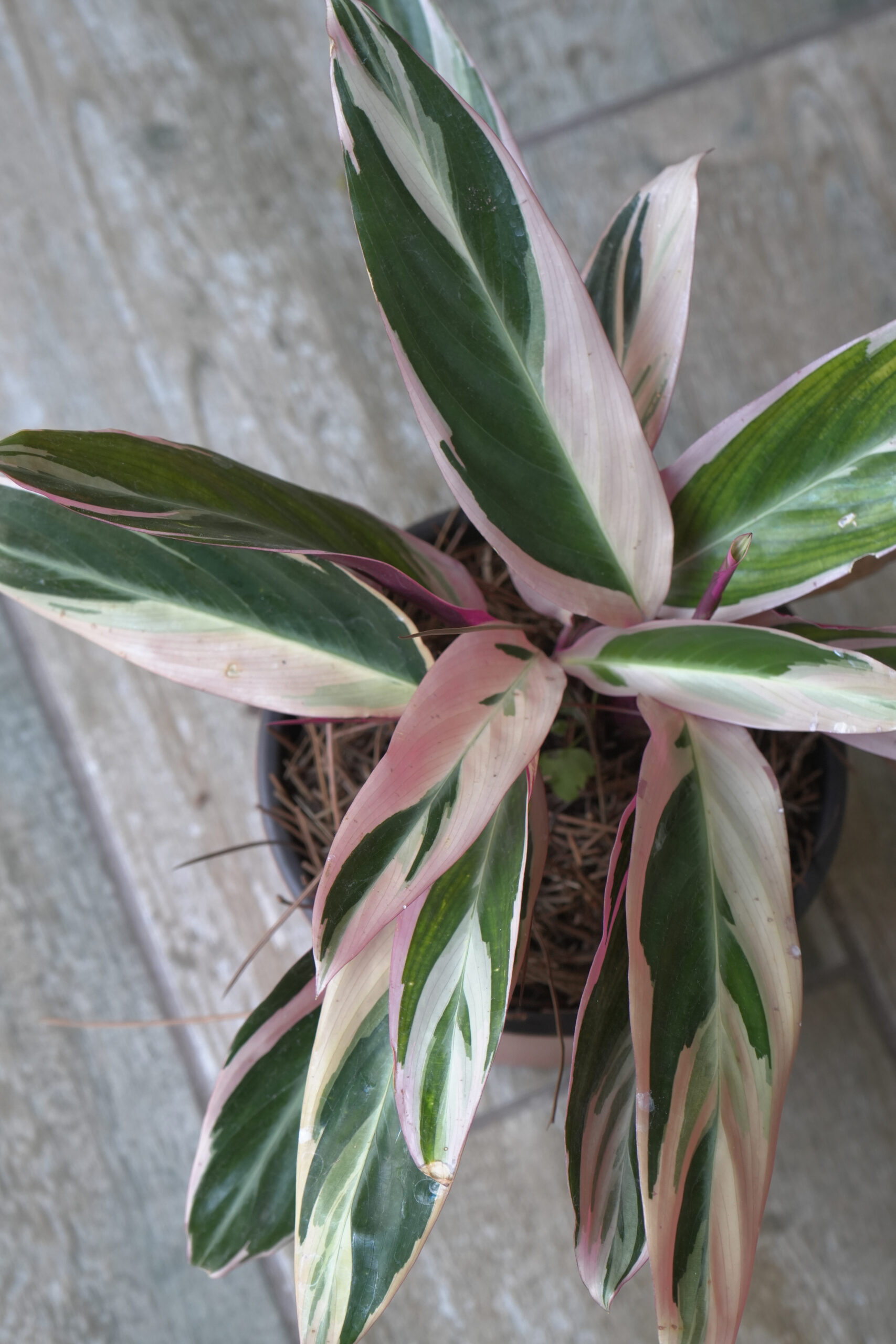 Calathea triostar m14