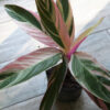 Calathea triostar envase 3 litros