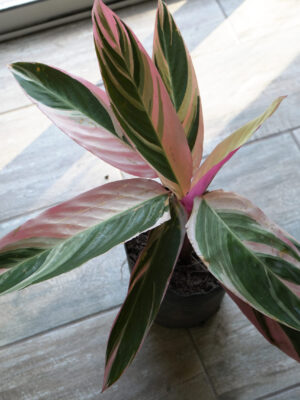 Calathea triostar envase 3 litros