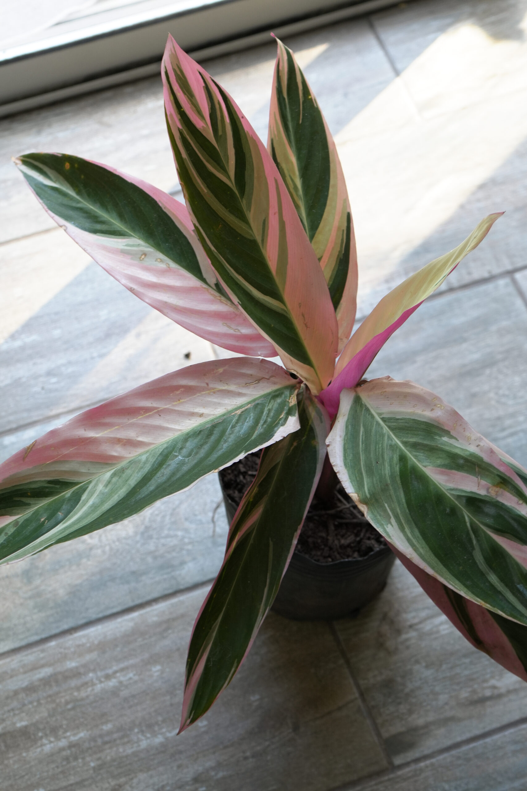 Calathea triostar envase 3 litros