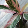 Calathea triostar envase 3 litros