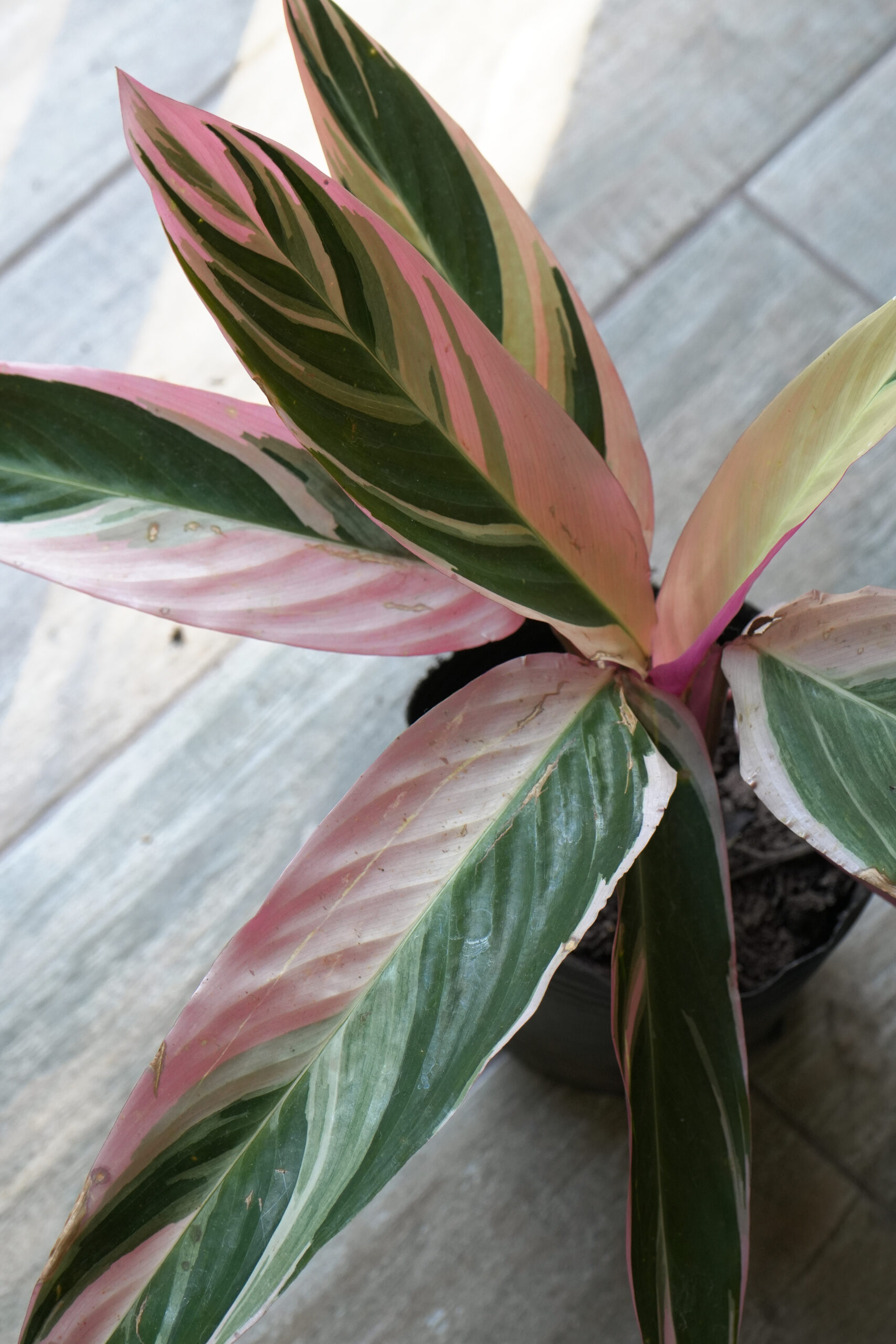 Calathea triostar envase 3 litros
