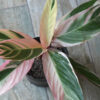 Calathea triostar envase 3 litros