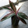 Calathea triostar m12