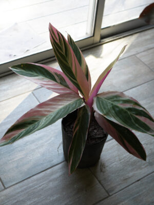 Calathea triostar m12