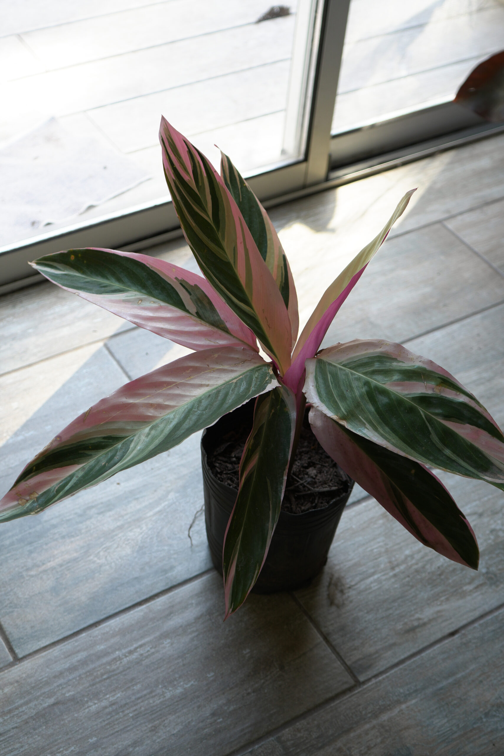 Calathea triostar m12