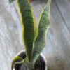Sansevieria