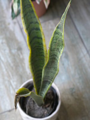 Sansevieria