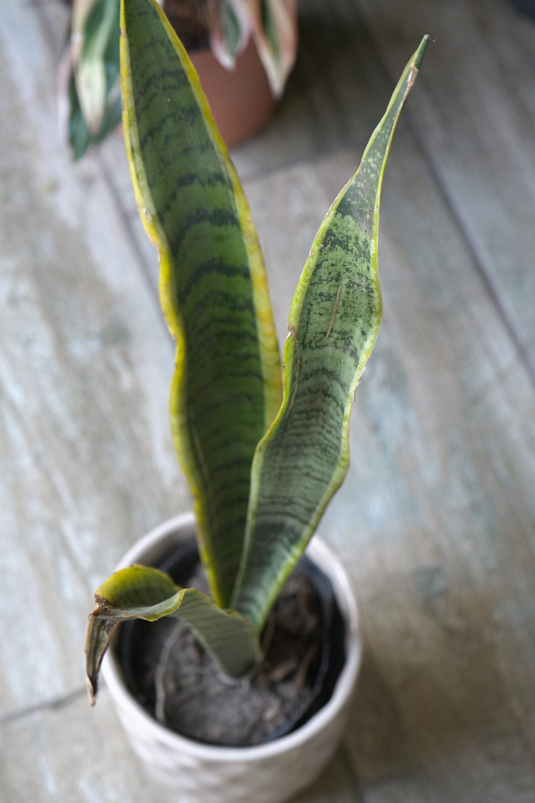 Sansevieria