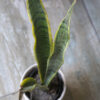 Sansevieria