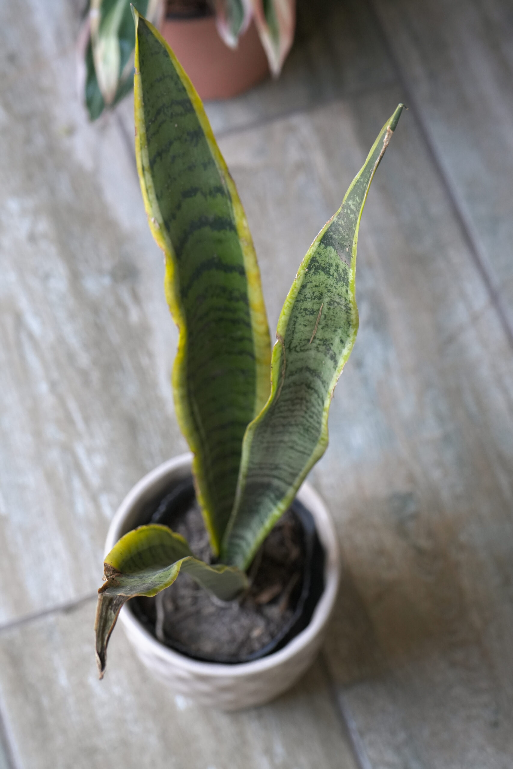 Sansevieria