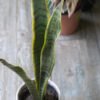 Sansevieria