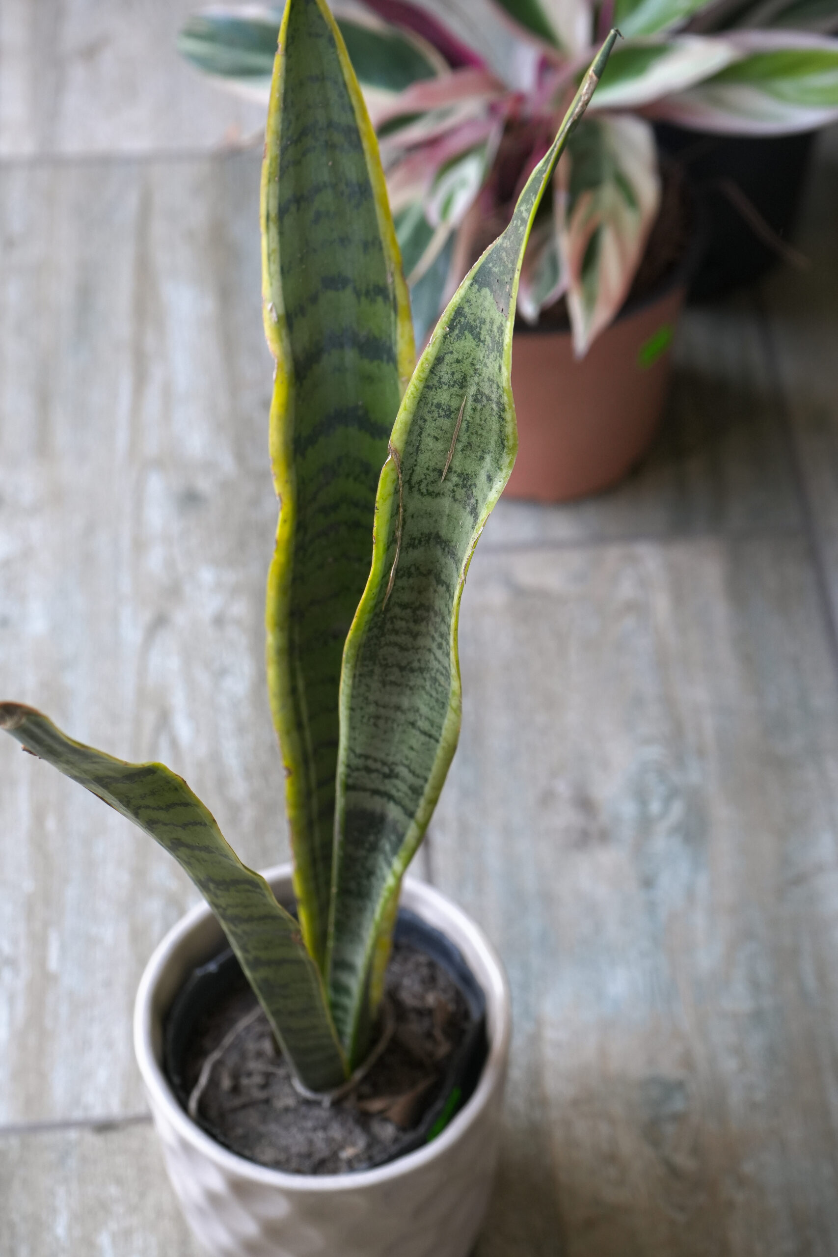 Sansevieria