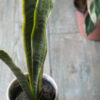 Sansevieria