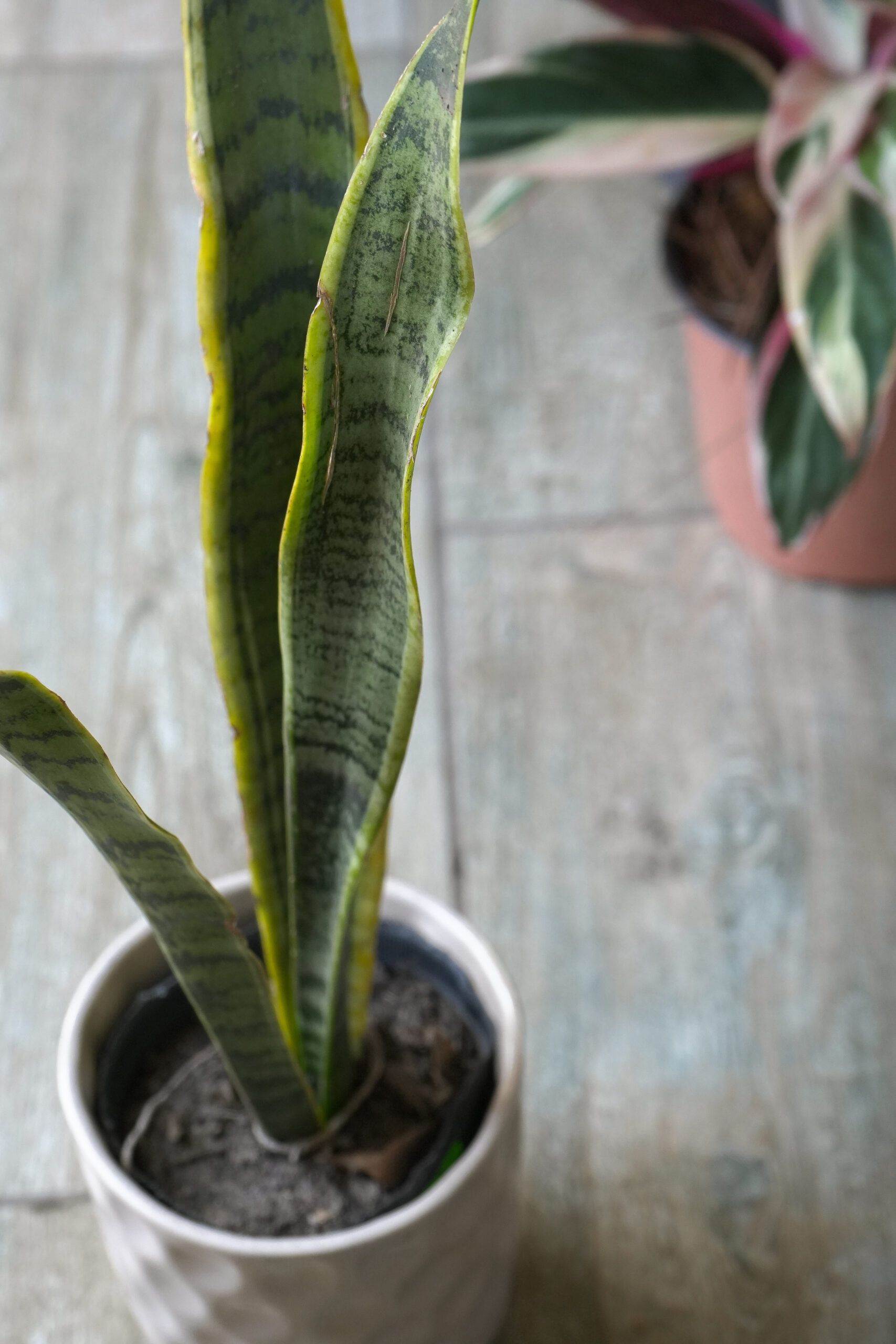 Sansevieria