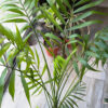 Chamaedorea