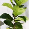 Pandurata