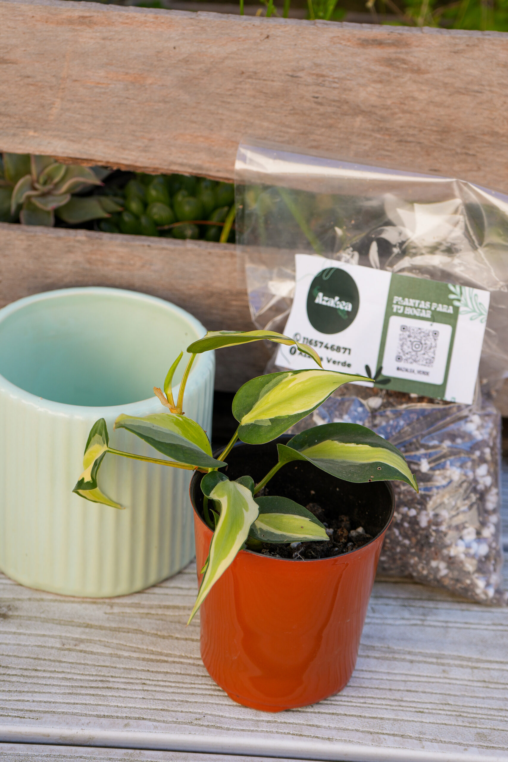 Combo completo Combo salmón