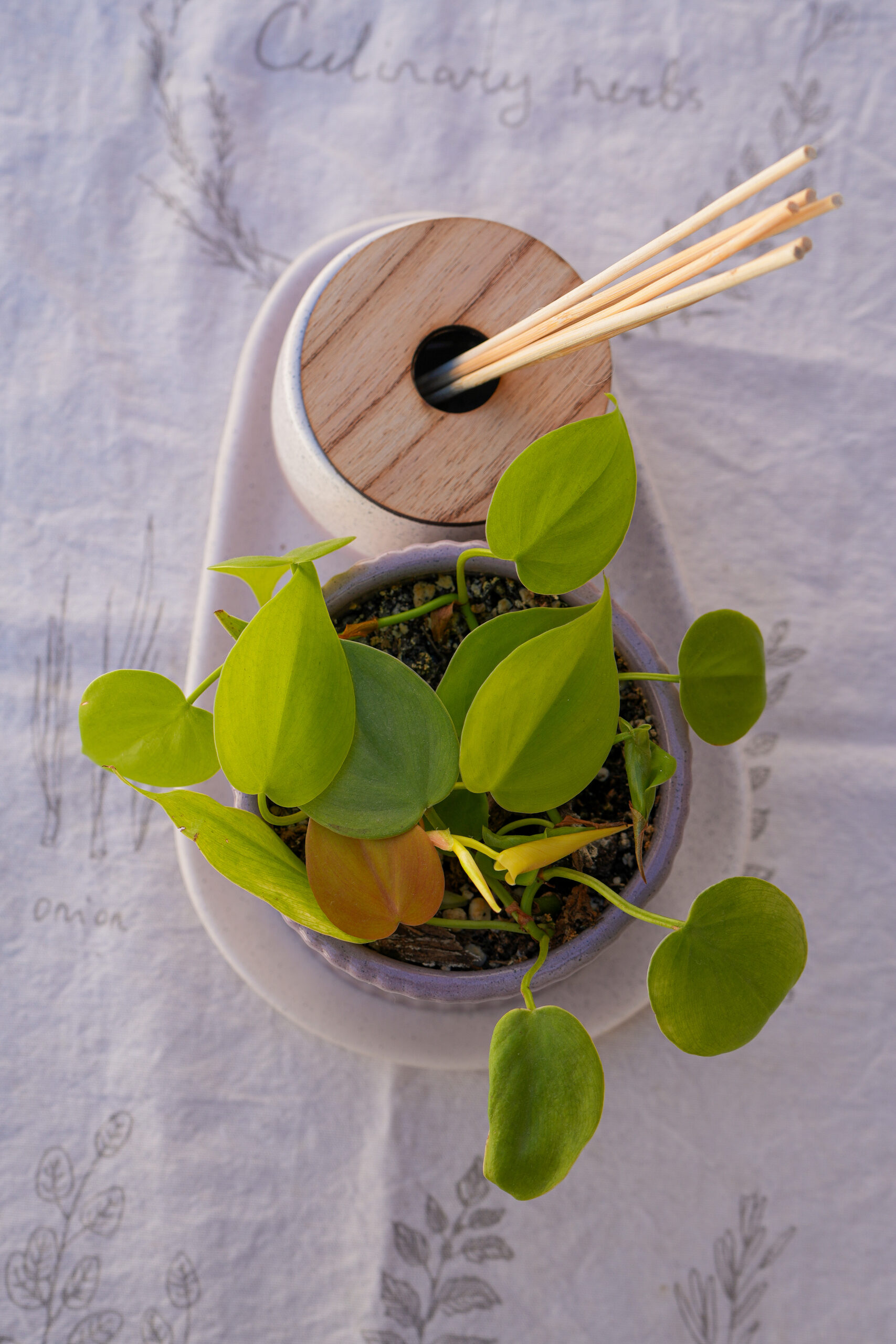 DSC07744 Combo violeta 2