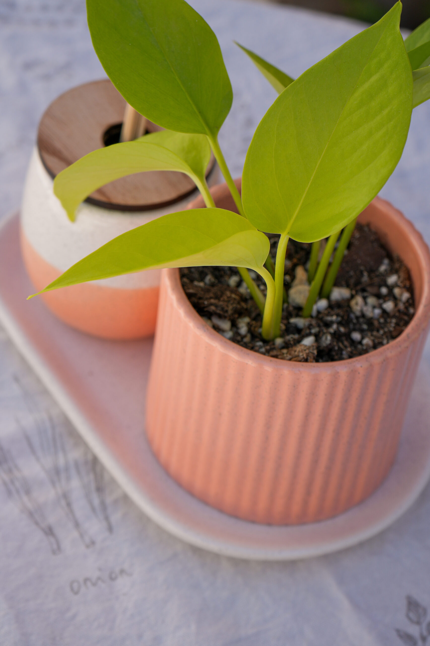 DSC07762 Combo salmón 3