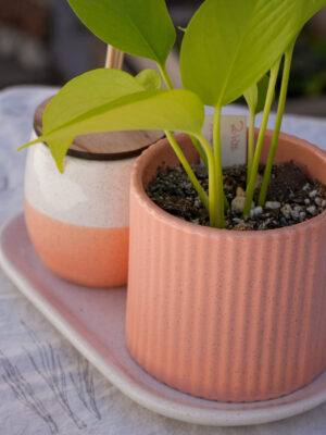 DSC07763 Combo salmón 3