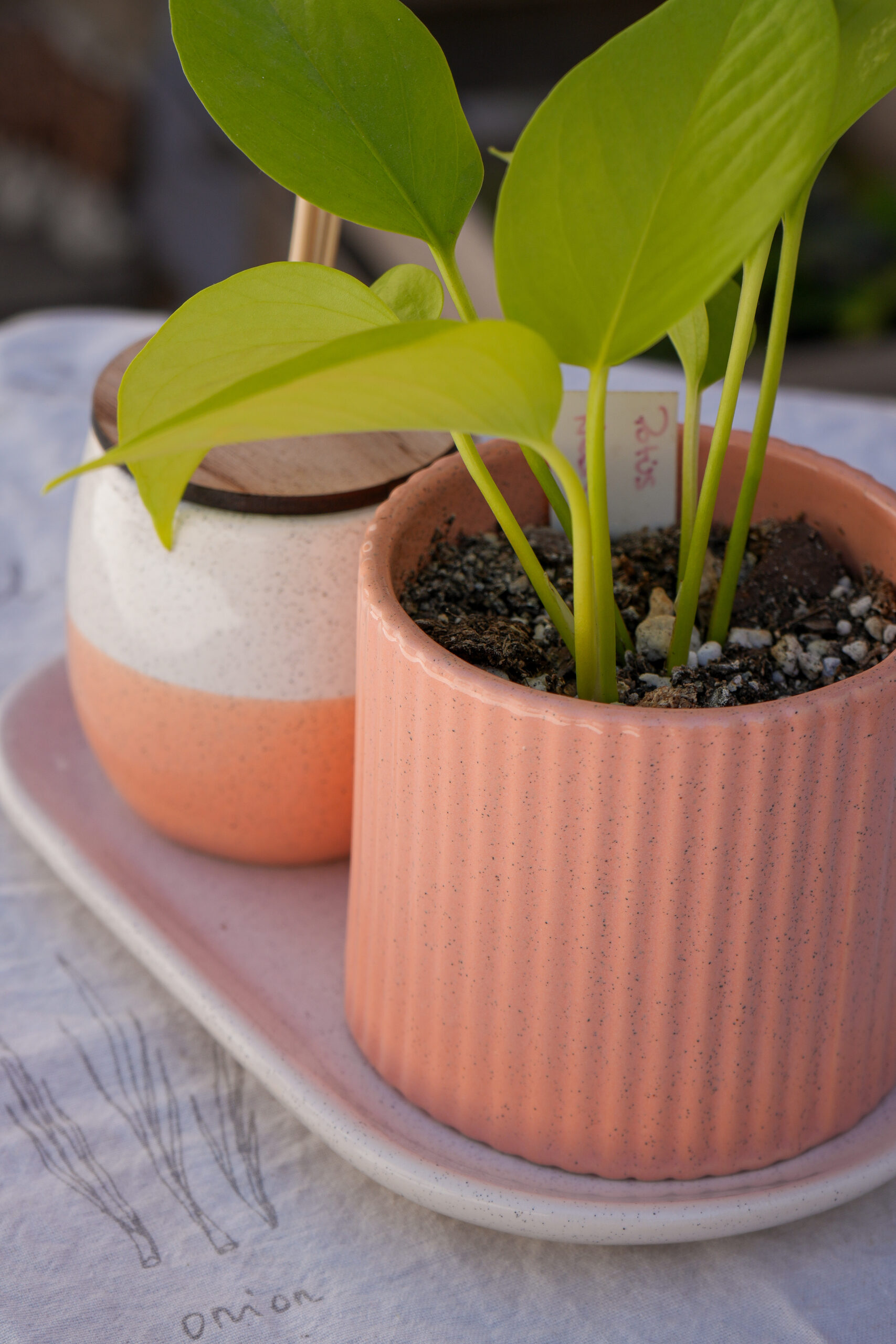 DSC07763 Combo salmón 3