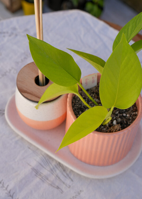 DSC07765 Combo salmón 3